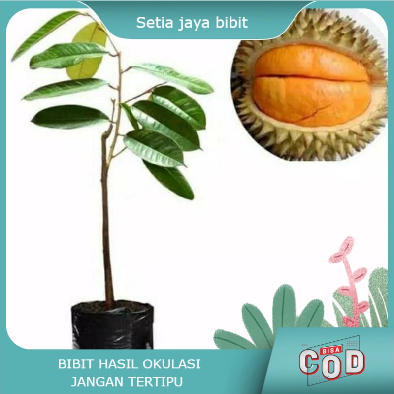 Durian bawor kaki 3 hasil okulasi