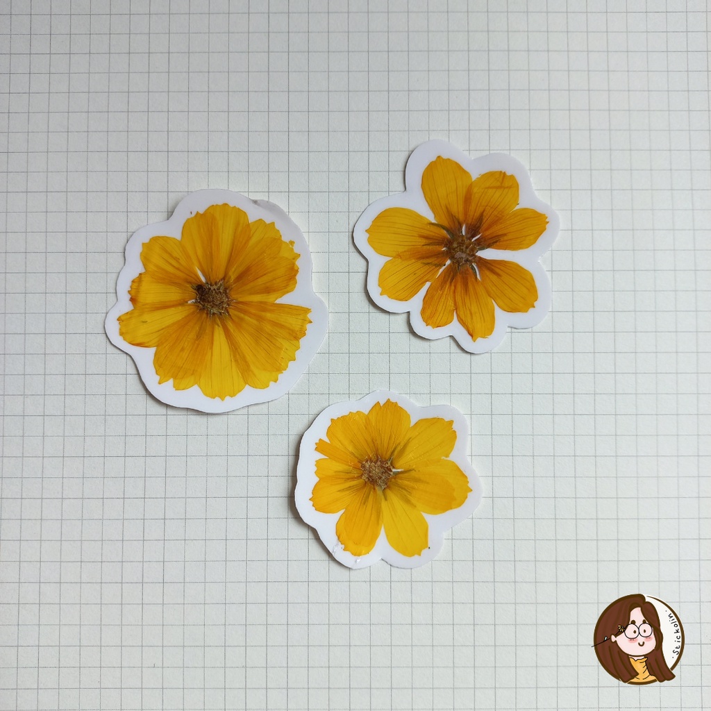 

Cosmos Dried & Pressed Flower Sticker / Stiker Bunga Kosmos Tekan (u/kerajinan tangan, hiasan, journal)