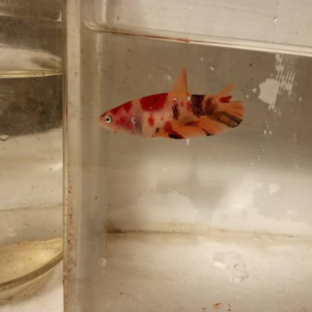 

Cupang koi nemo