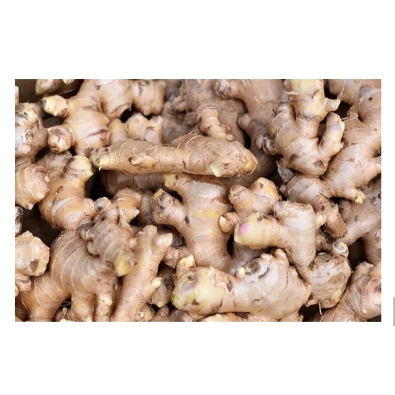 

1 kg JAHE PUTIH SUPER BERKUALITAS