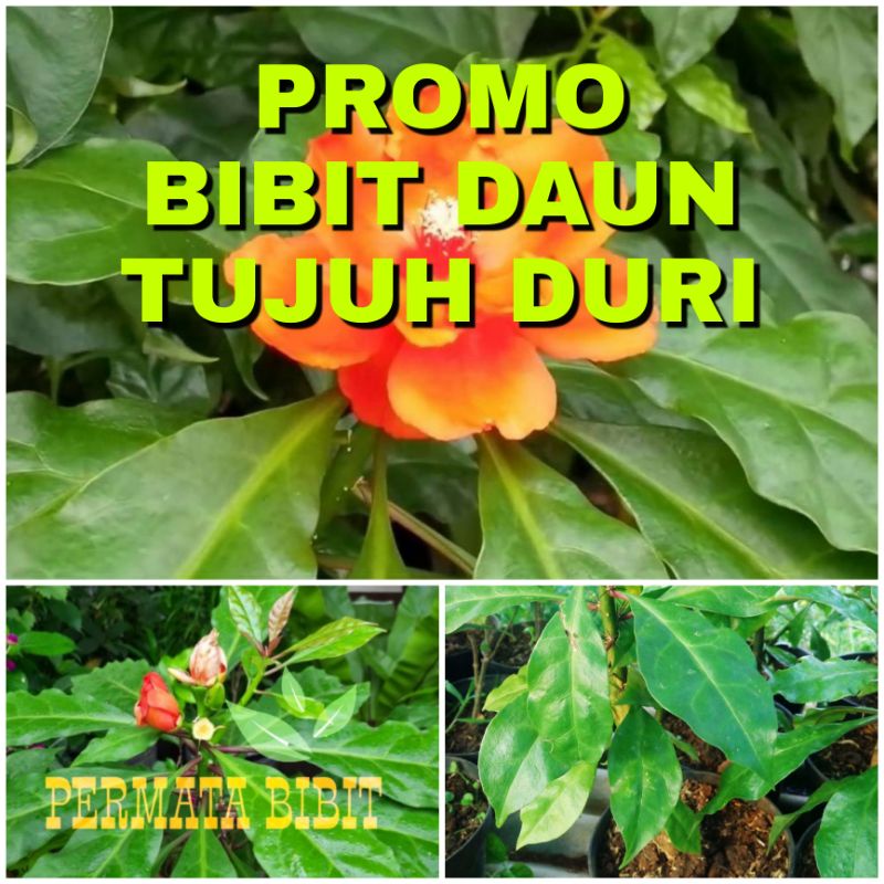 PROMO BIBIT DAUN TUJUH DURI