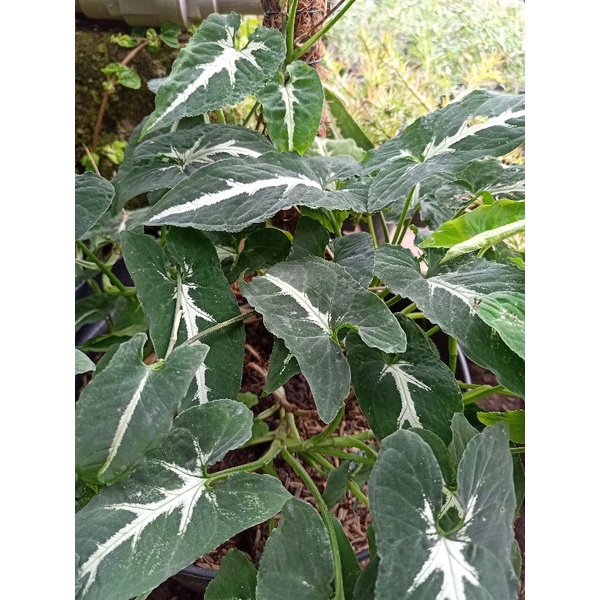 SYNGONIUM WEDANDLY.syngonium.bibit syngonium.bunga syngonium wedlandi