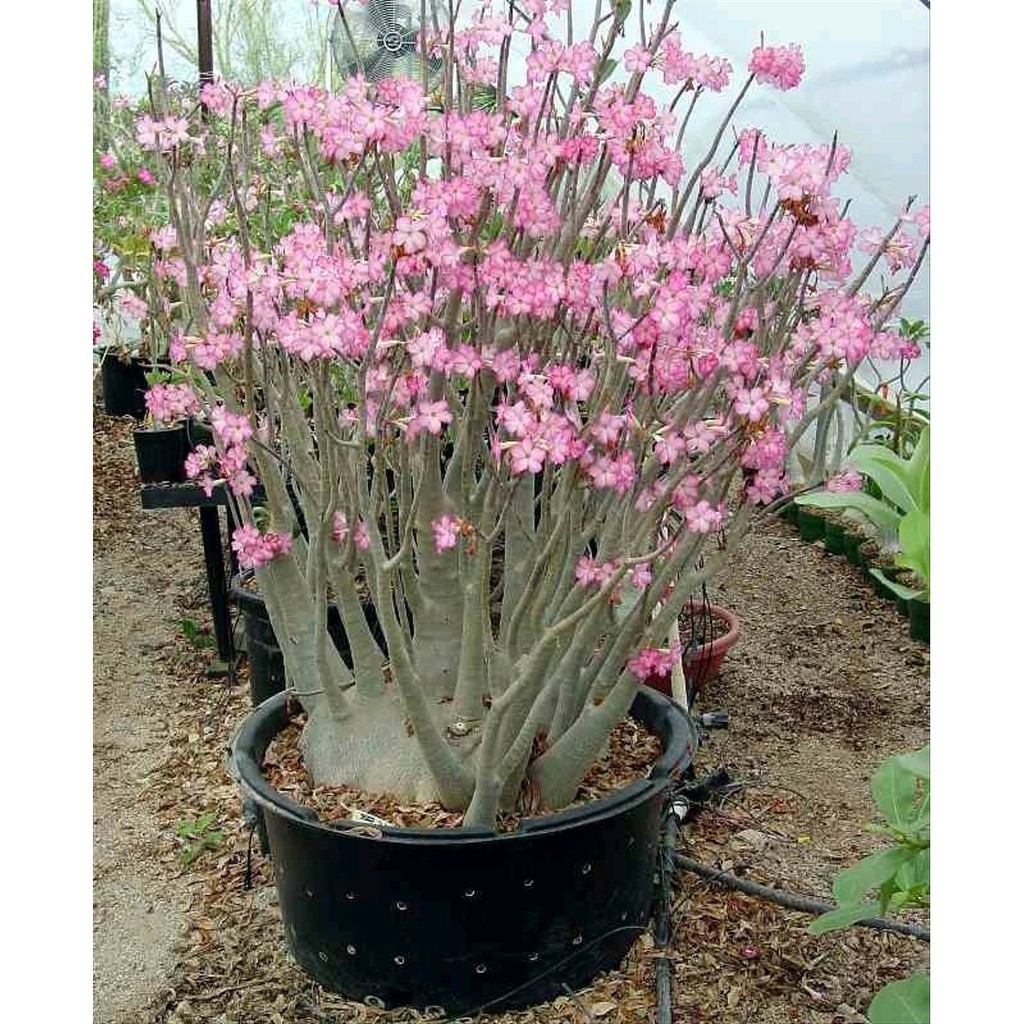 Адениум арабикум Йемен