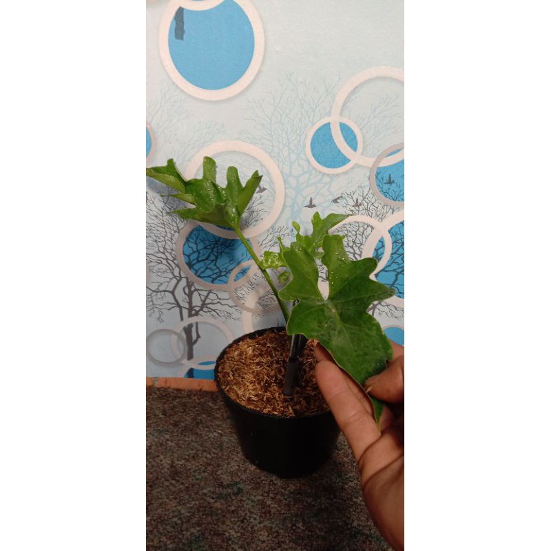 tanaman hias philo dendron jari