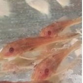 Ikan sapu sapu albino aquascape