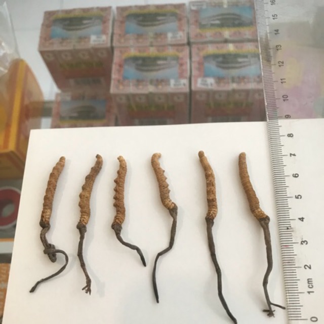 Dong chong xia cao herbal cordyceps asli