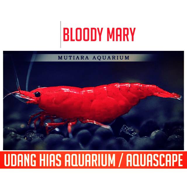 

BLOOWDY MARRY