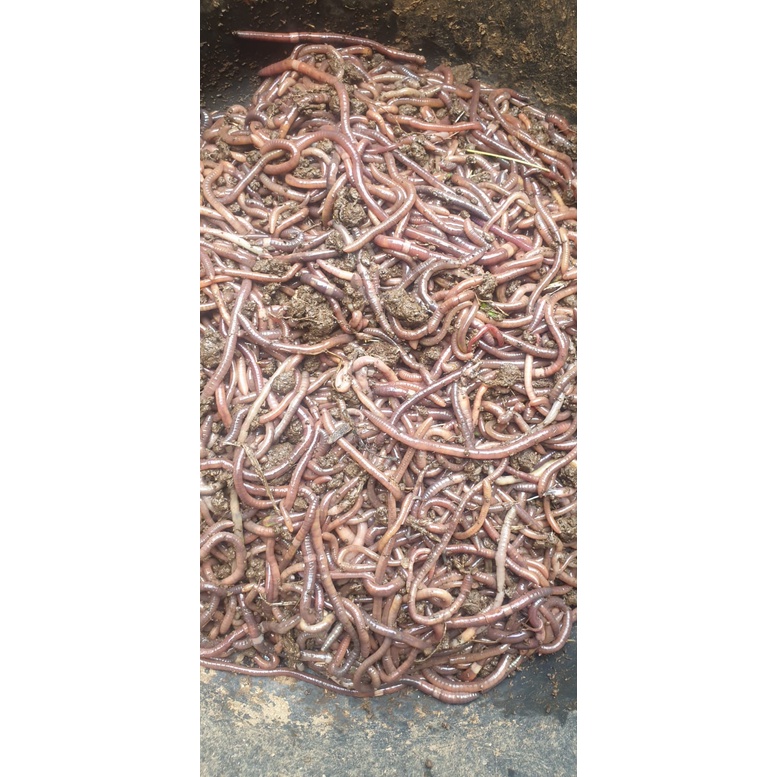 Cacing Kalung KOLET/GESIT/Jingkrak 500Gr