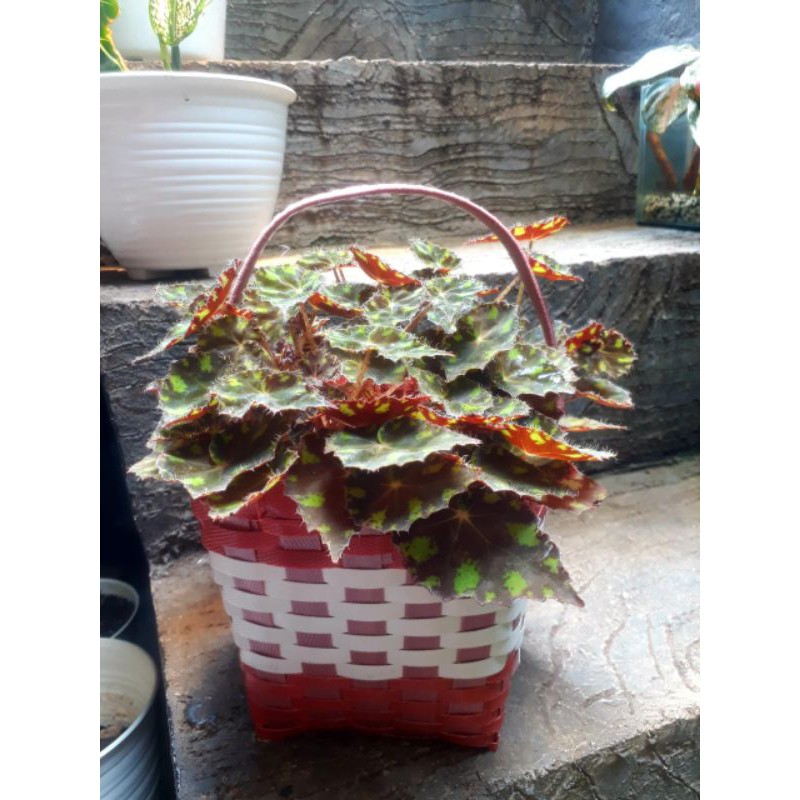 POT BUNGA / COVER POT / TAS / KERANJANG ANYAMAN PLASTIK