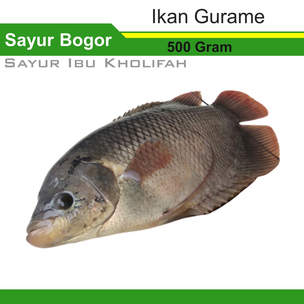 Ikan Gurame Segar Bersih Gratis Potong 500 Gram Ikan Segar Bogor