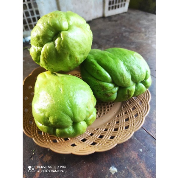 

labu Siam Besar Per buah