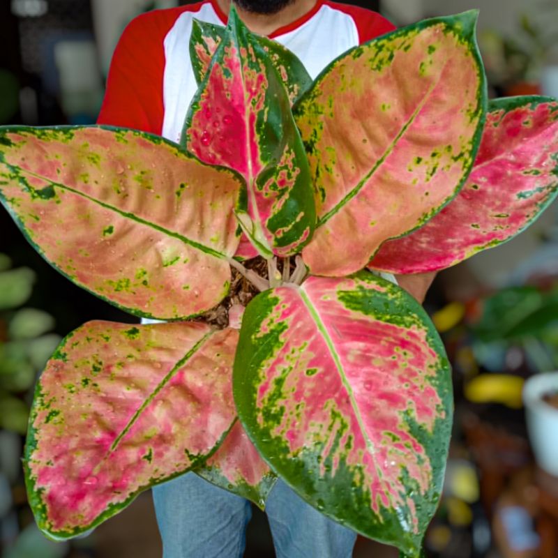TANAMAN HIAS BUNGA AGLONEMA KOCHIN RED MELLA / AGLAONEMA RED MELLA REMAJA MURAH