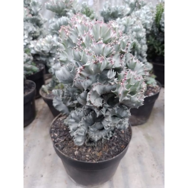 Tanaman euphorbia Lactea cristata white