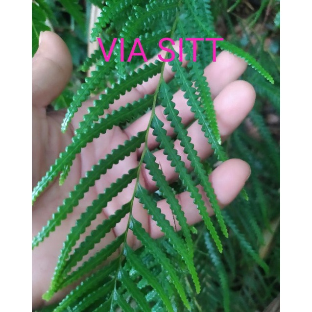 pakis hias tanaman hidup