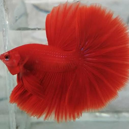 Ikan Cupang Halfmoon Balikpapan - Pejantan