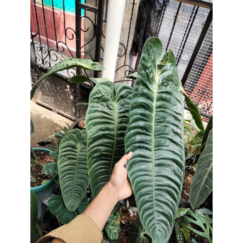 Tanaman Hias BABY KING ANTHURIUM VEITCHII