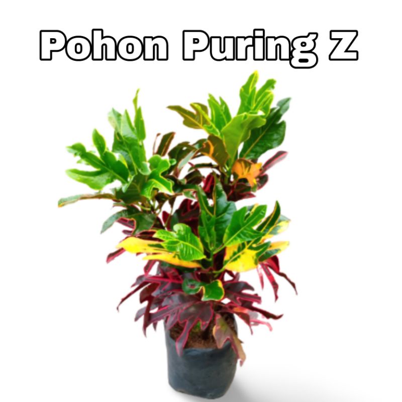 pohon puring zet/pohon hias/tanaman hias puring rimbun