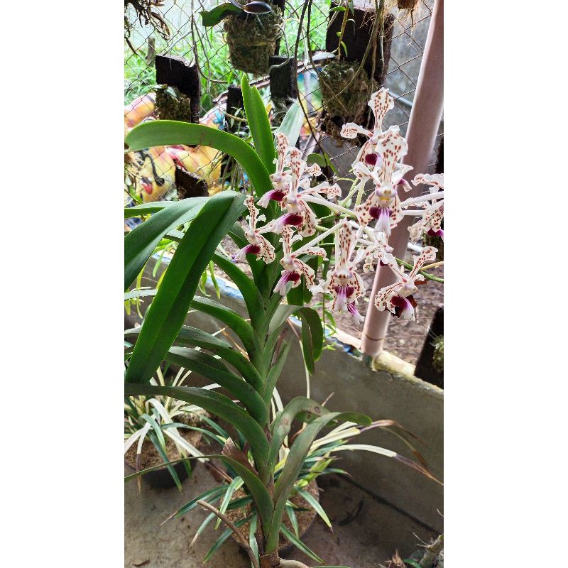 angrek Vanda tricolor