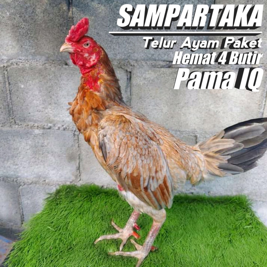 telur ayam bangkok paket 4 butir mangon pama birma pakhoy
