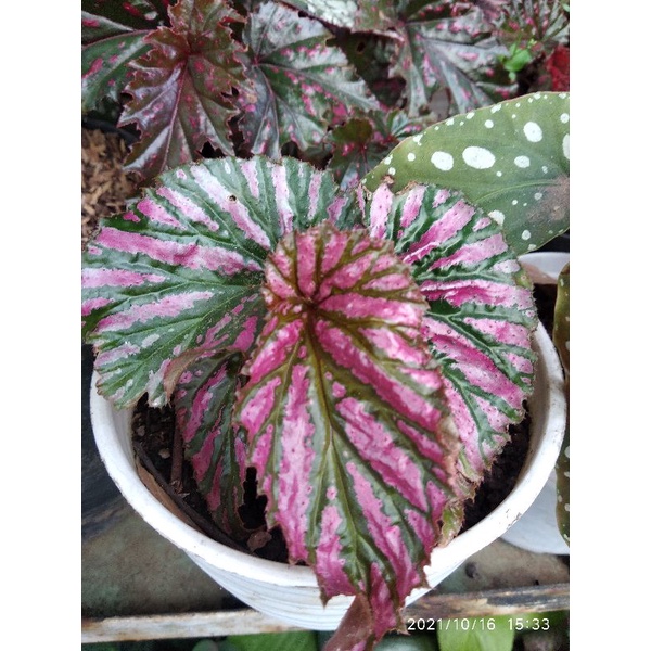 BEGONIA RED VELVET  tanaman hias