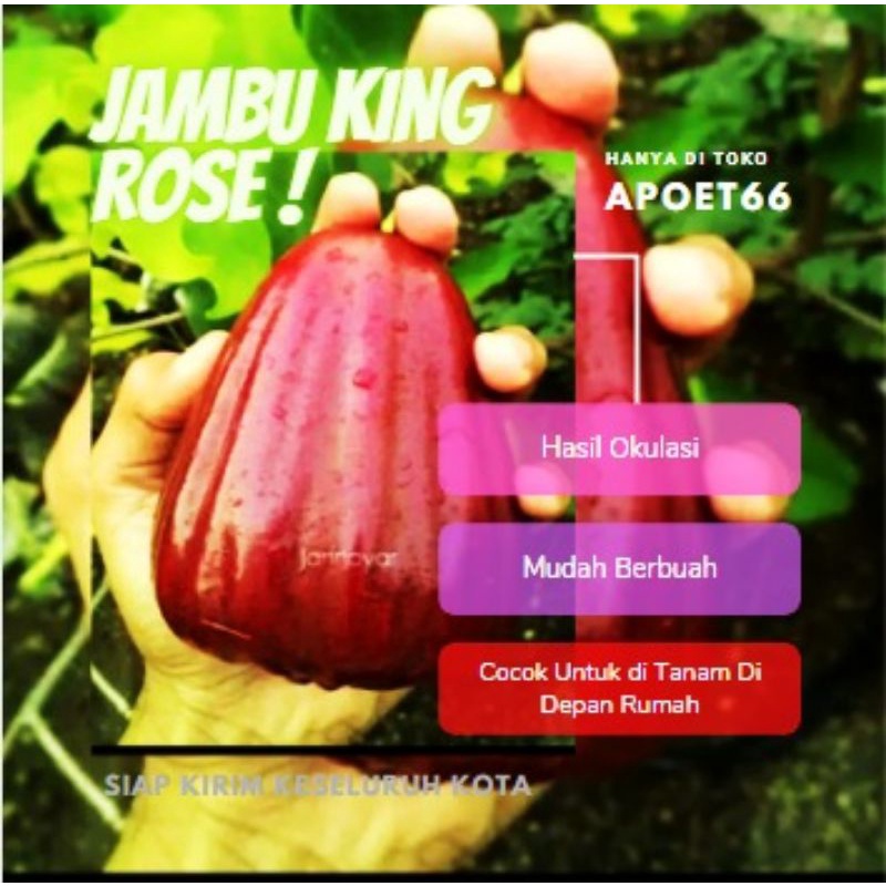 Bibit Jambu Air King Rose - Super Jumbo