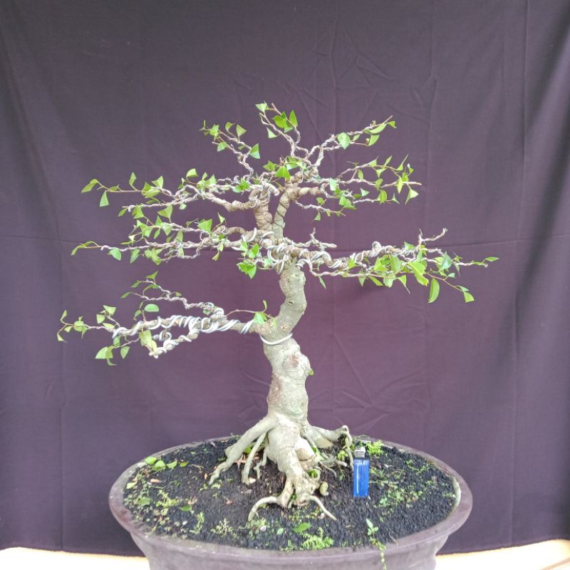 BONSAI BERINGIN ARJUNA  SESUAI FOTO