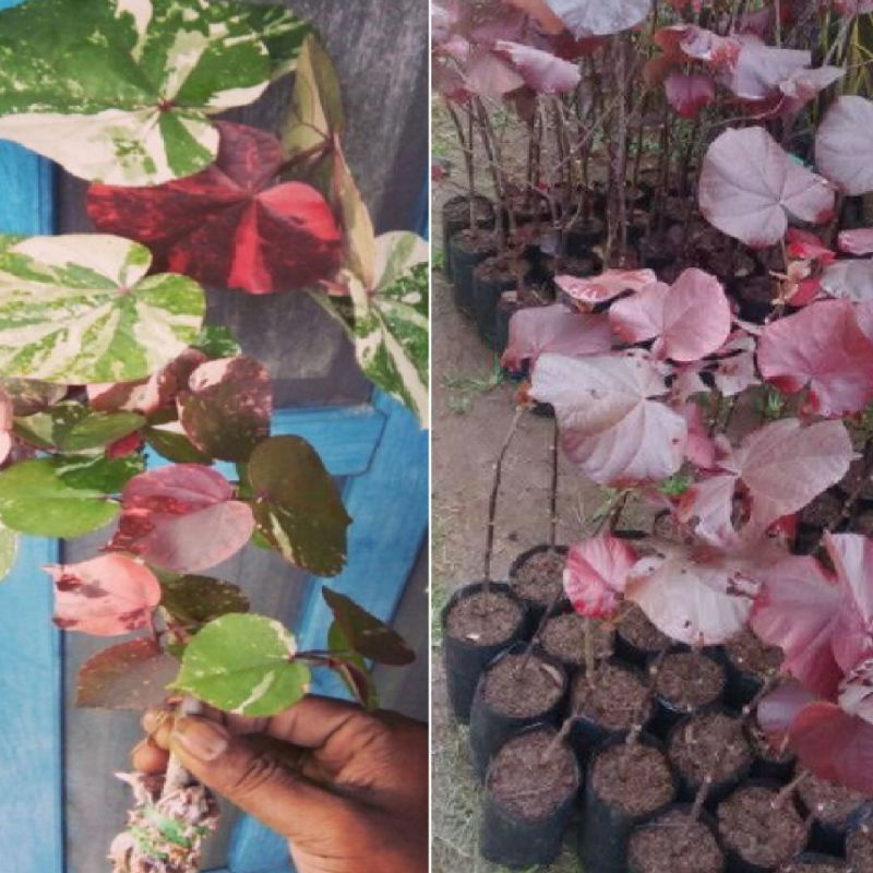 bahan bonsai waru merah vs waru varigata original se jempol tangan akar panjang rimbun siap program