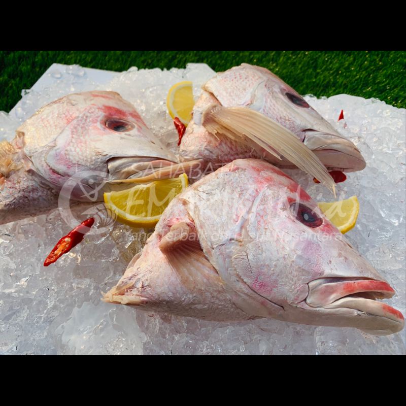 

kepala ikan kakap