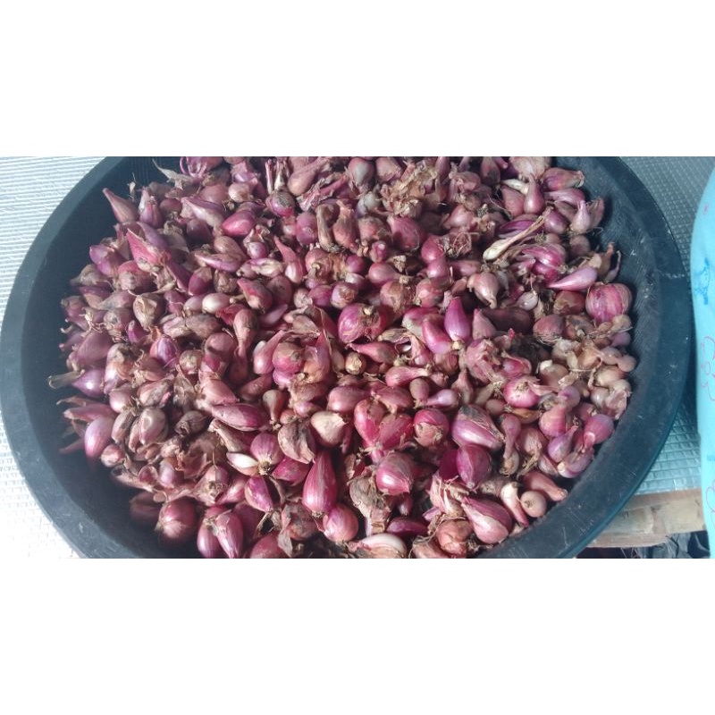 

Bawang Merah