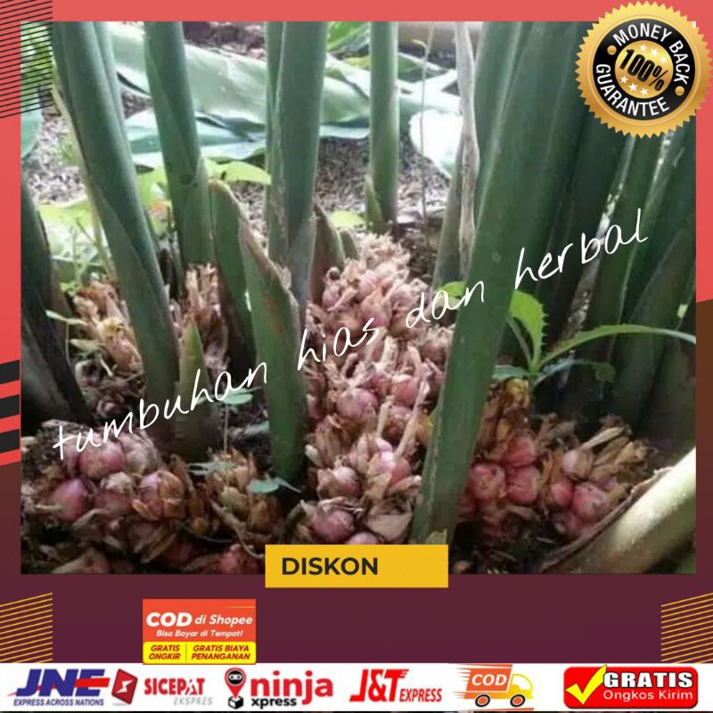 Bibit Kapulaga Hibrida Lokal/Bibit Kapulaga super/Benih Kapulaga unggul