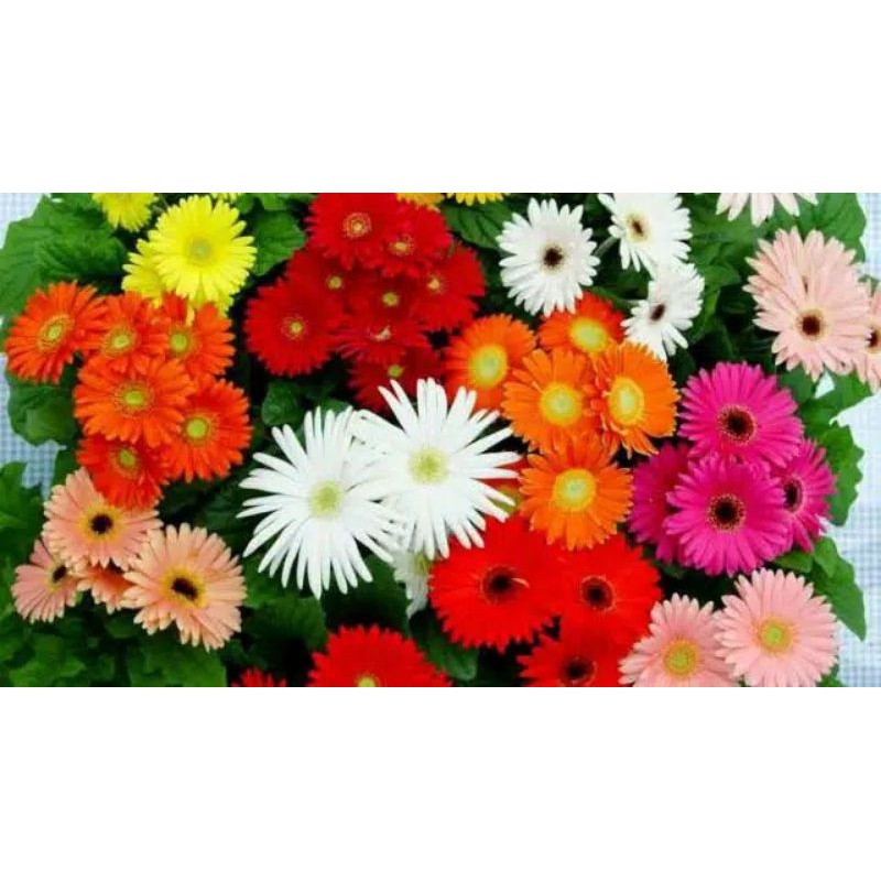 benih bunga aster mix