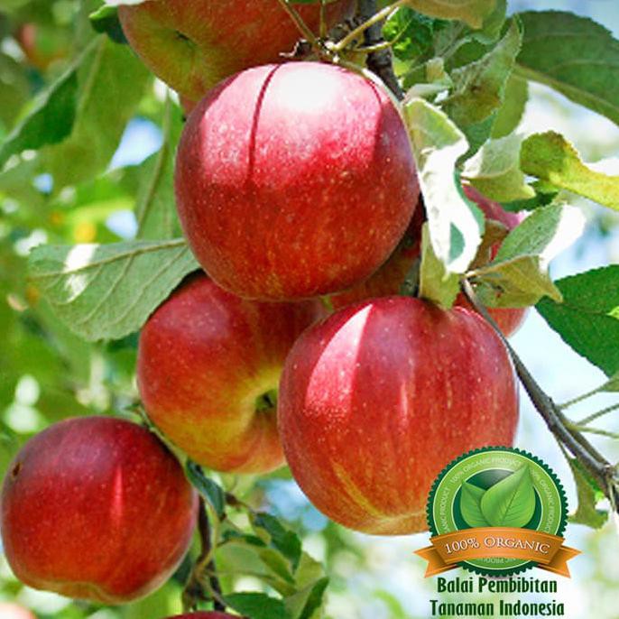 Bibit Buah! Bibit Apel Romebeauty / Bibit Buah / Tanaman *_$