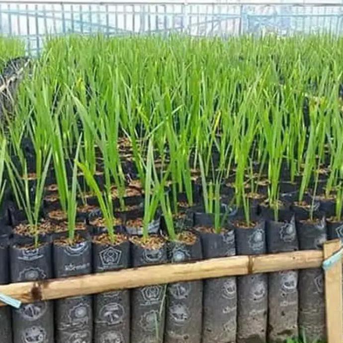 Bibit Buah Kurma Bahrhee Kurma Tropis