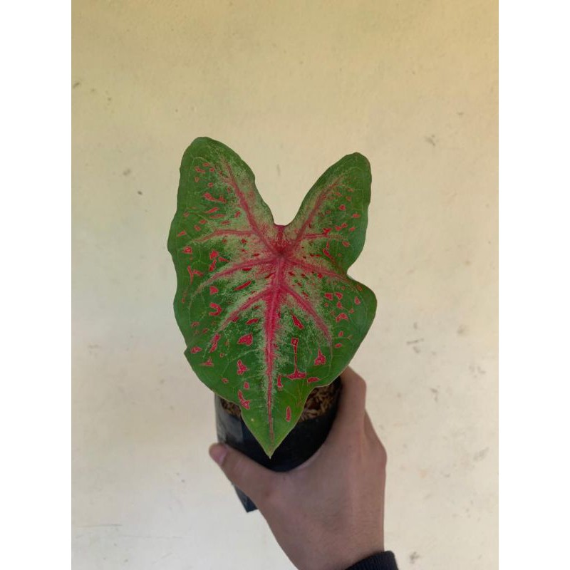 Tanaman Hias Keladi - tanaman keladi - tanaman hias