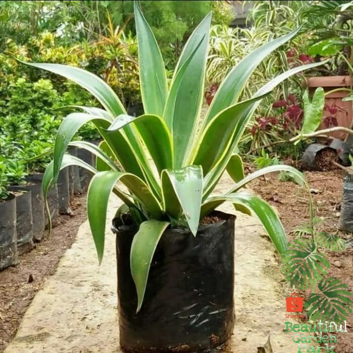 tanaman hias siklok - AGV Siklok