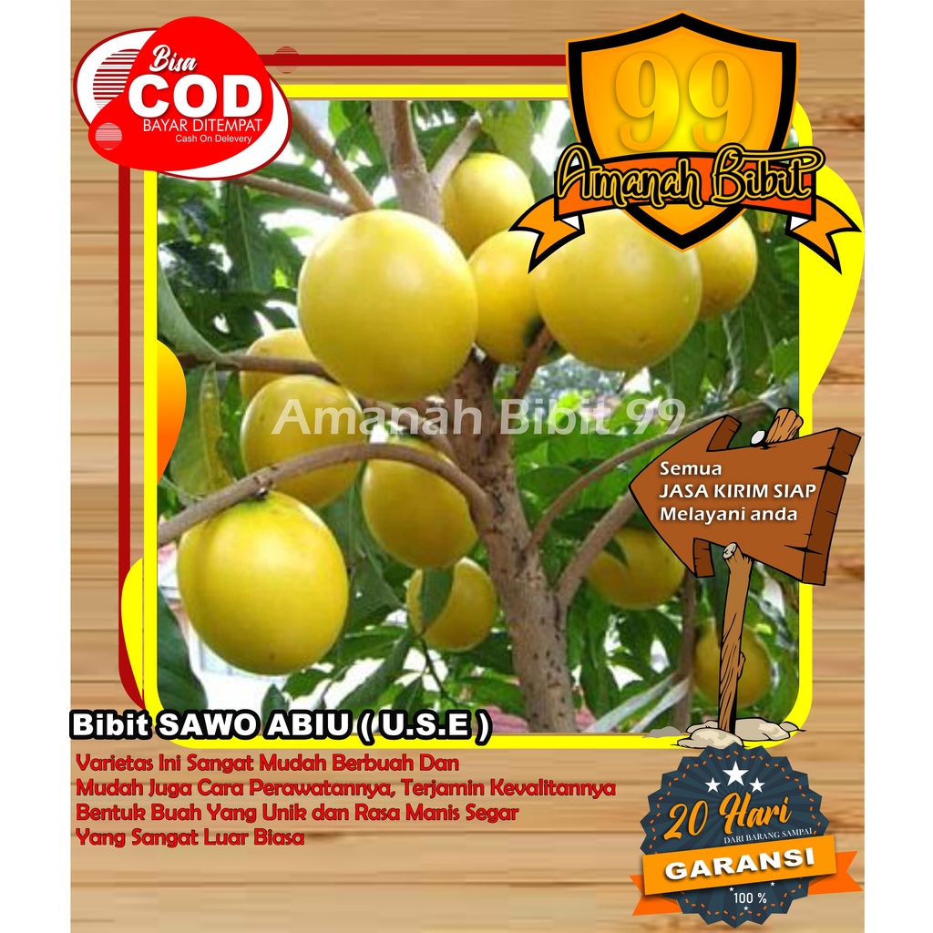 BIBIT SAWO ABIU SUPER CANGKOK / OKULASI