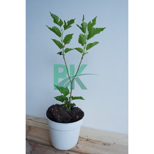 Murbei  ( Morus alba L)Bibit Mullbery Murbey Kondisi rimbun Berbuah