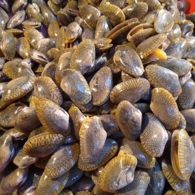 Jual Kerang Batik Segar Min 1kg Shopee Indonesia