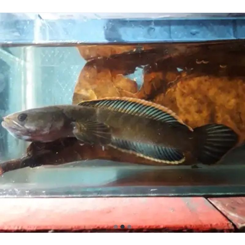 

ikan chana limbata