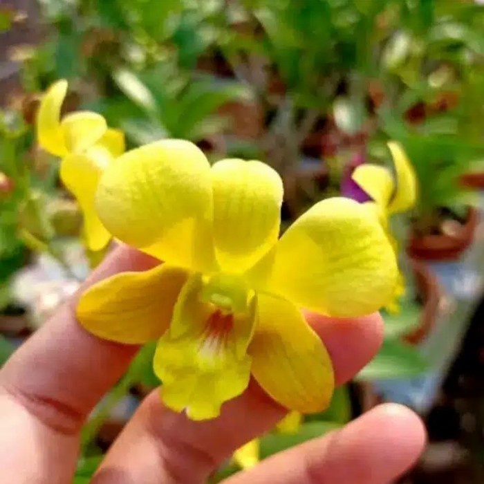 Seedling anggrek dendrobium Give by God yellow - Tanaman Hias Hidup-anggrek-Bunga Hidup Murah-angrek