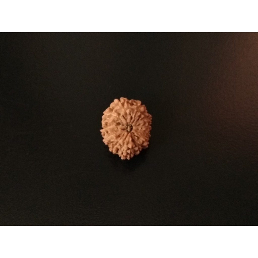 Genitri Mukhi 12 D17.05x13.65 Liontin Jenitri Ganitri