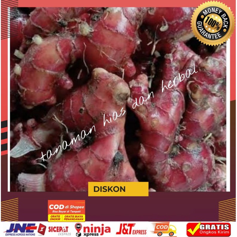 

Jahe Merah Jahe Merah Super Jahe Merah Unggul Jahe Merah Berkualitas Rimpang Jahe 500Gram Termurah
