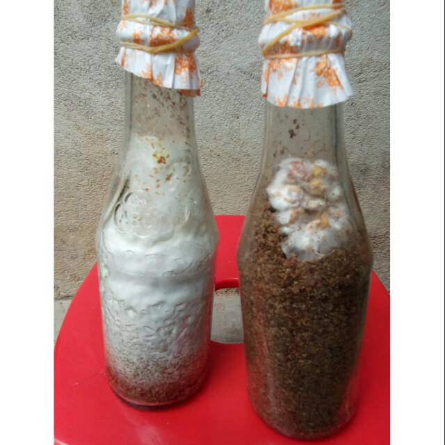 Bibit jamur tiram F1