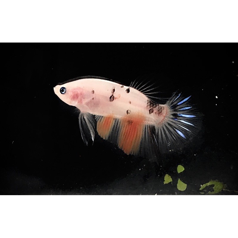 cupang giant nemo galaxy multicolor - male