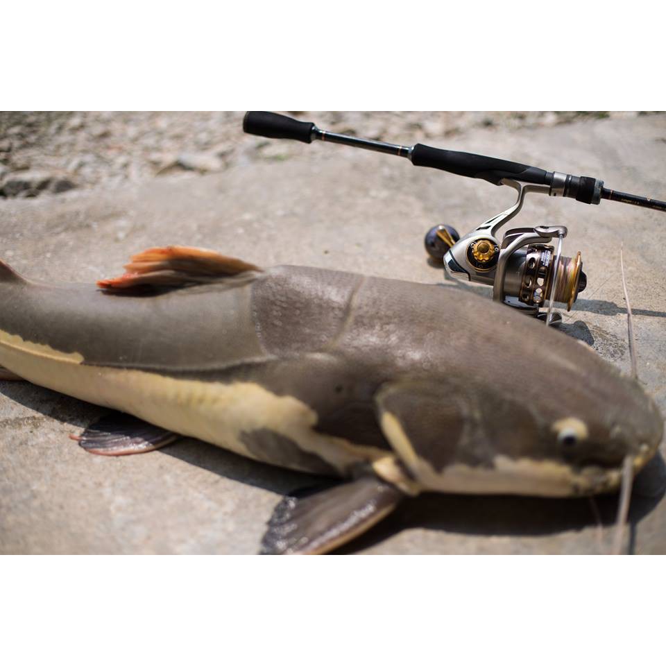 Reel Berserk Hybrid SW 3000 Reel Pancing Bossna
