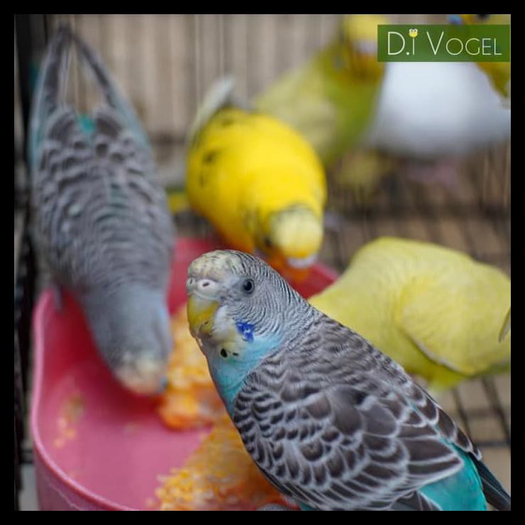 Burung Parkit Yf Biru Kuning Dewasa Shopee Indonesia