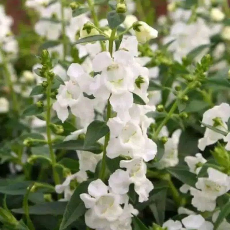 Lavender putih - Tanaman herbal lavender putih