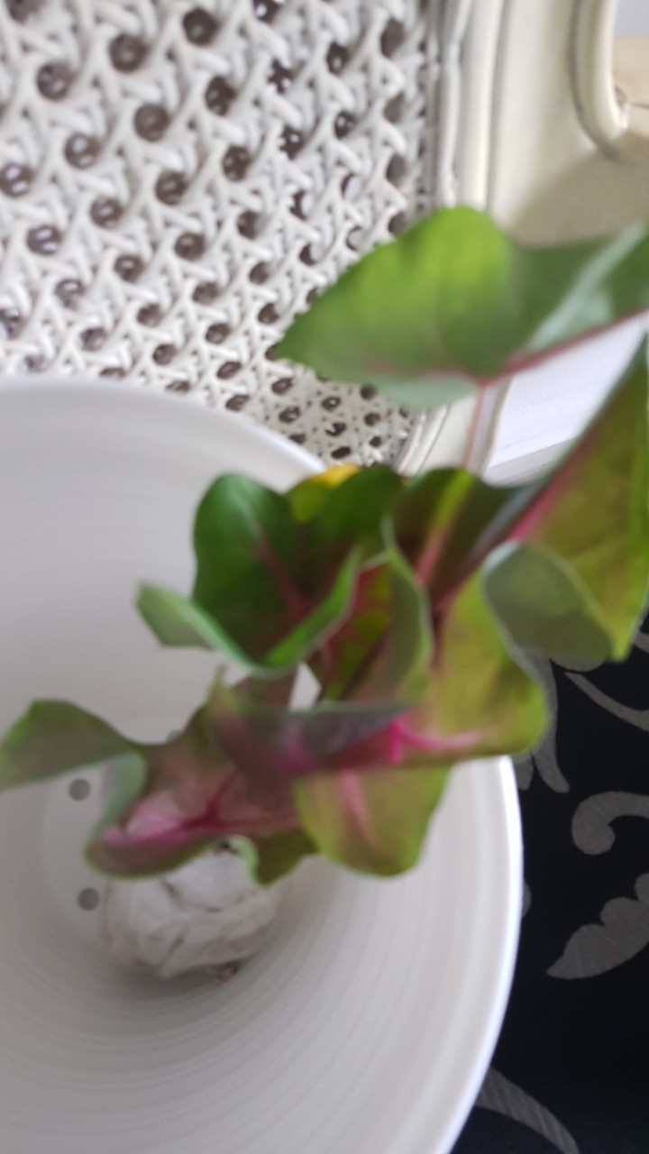 Caladium Ace Of Heart / Bibit Keladi Ace Of Heart Dikirim Anakan