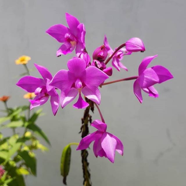 Tanaman Bunga Anggrek Tanah - Anggrek Tanah