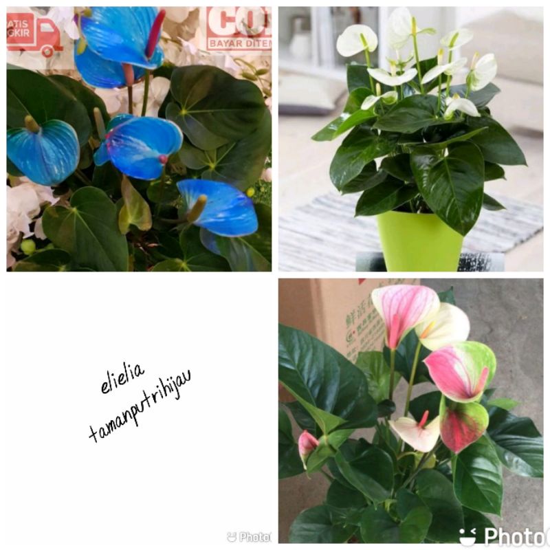 paket hemat 3 jenis bunga tanaman hias Anthurium mickey mouse-pohon mikimos,biru,putih,pink